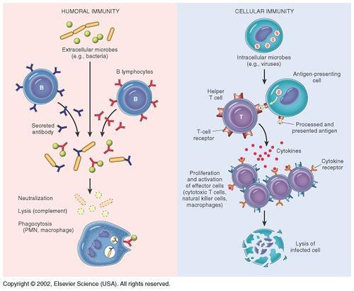 Humoral immunity is mediated by macromolecules (as opposed to cells) found in extracellular fluids such as secreted antibodies, complement