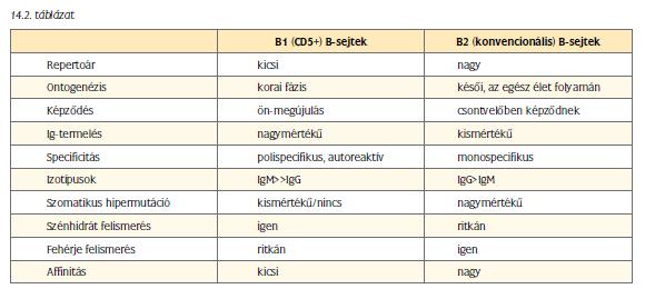 A különböző B-limfocita szubpopulációk eltérő sajátságú antigénekre válaszolnak elsődlegesen.