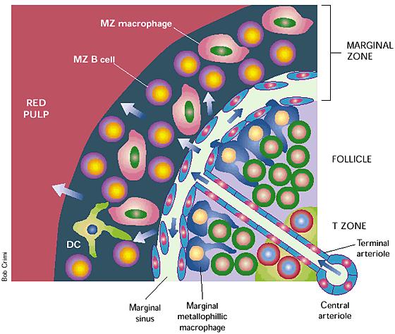 A marginális zóna (MZ) populációja A marginális zóna B-sejtek (MZB) elsődlegesen a lép marginális szinuszának közelében találhatók, és számos vonatkozásban nagyon hasonló szerepet töltenek be, mint a
