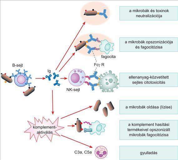 Az ellenanyagok által közvetített effektor funkciók Az aktivált B-sejtek által termelt ellenanyagok az antigénhez kötődve különféle effektor funkciókat indítanak be, amelyek végül az antigén
