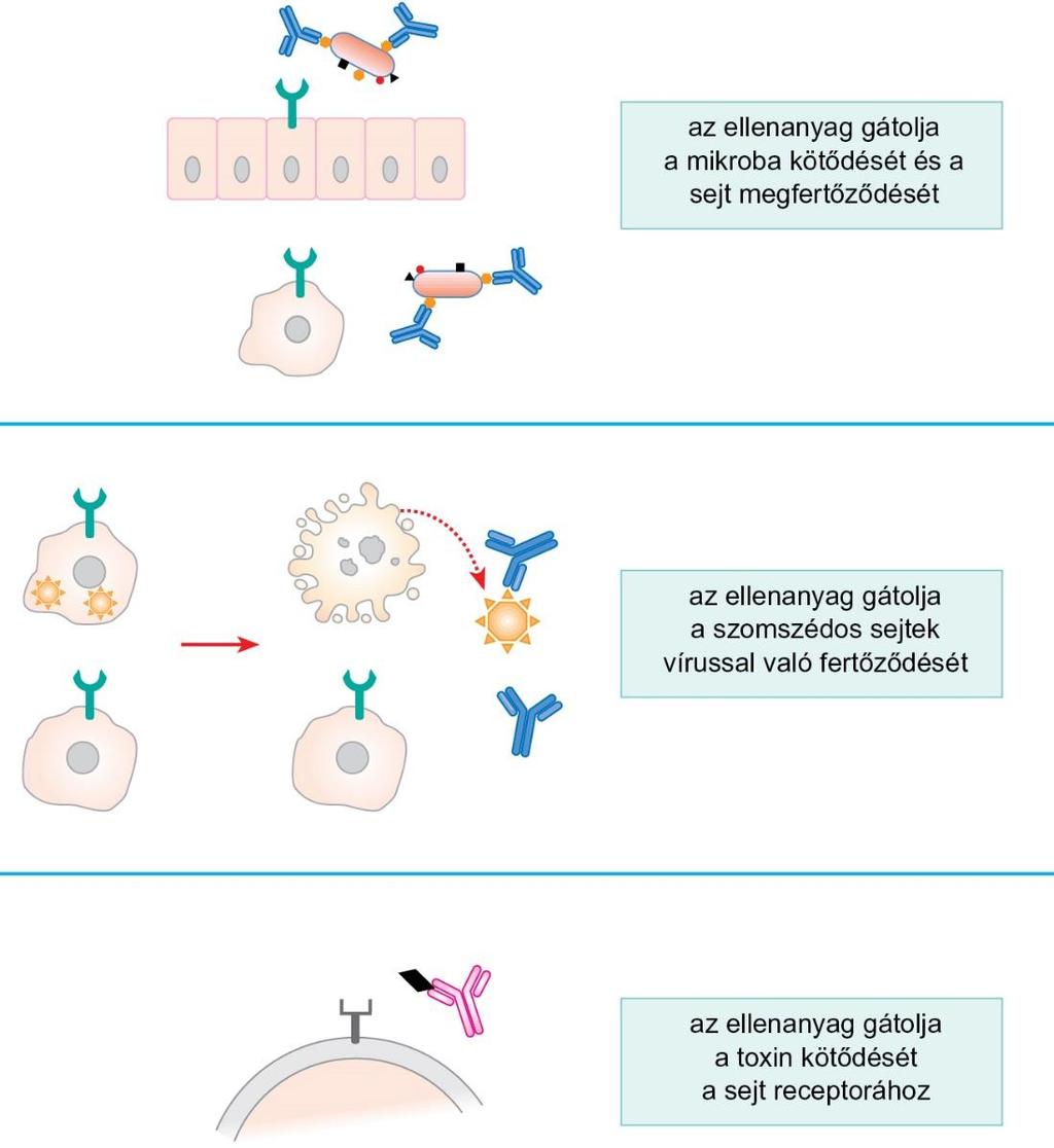 Mikrobák és toxinok neutralizálása A neutralizáló ellenanyagok megakadályozzák a mikrobák kötődését a sejtekhez, így