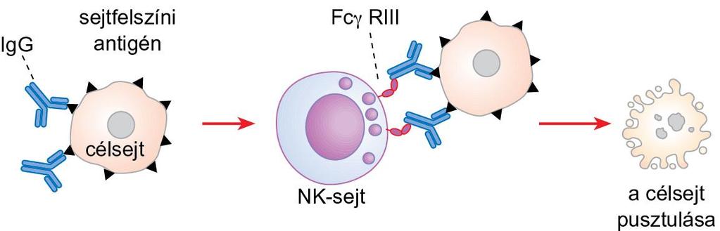 Az ellenanyag-közvetített citotoxicitás (ADCC) A célsejt (pl.