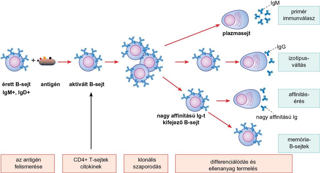 A humorális immunválasz kialakulásának fázisai Az érett B-sejtek antigén-felismerő receptora a natív fehérjeantigéneket ismeri fel.