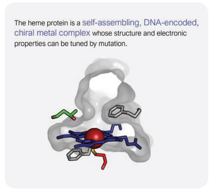 17 Mechanizmus-inspirált mutagenezis A hem protein egy önszerveződő, DNS-kódolt királis