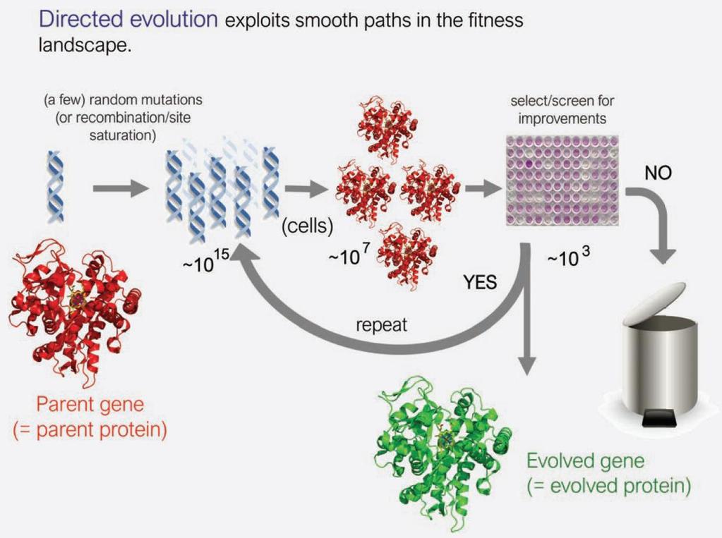 7 Az irányitott evolúció a többdimenziós fitness