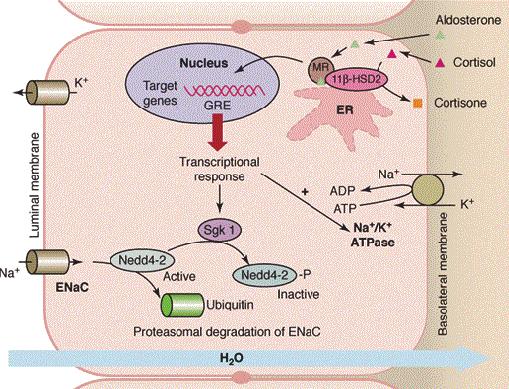 Mineralocorticoid mediált K+ szekréció Distalis tubulus - gyűjtőcsatornák sejtjeiben: MR aktiválás Na-K-ATPáz s muláció intracell.