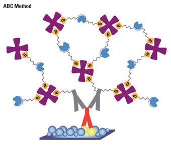 Avidin-biotin