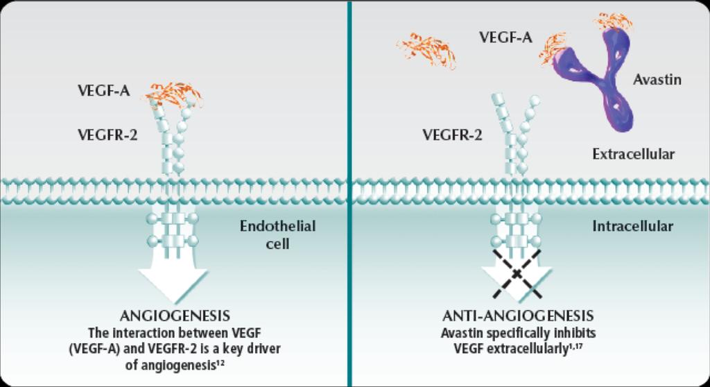 Trastuzumab, Bevacizumab https://www.