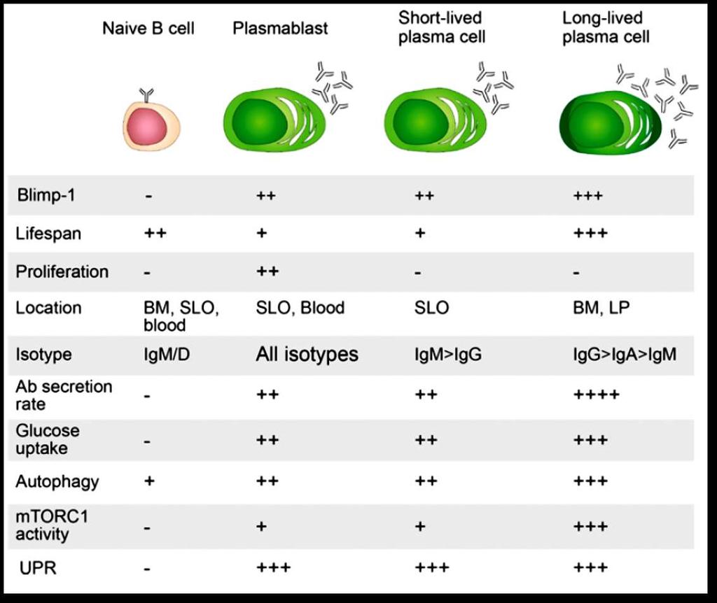 Summary of the cellular and metabolic properties associated with antibody secreting cell (ASC) maturation Attributes of na ıve B cells and the three populations of ASCs (plasmablasts, shortlived