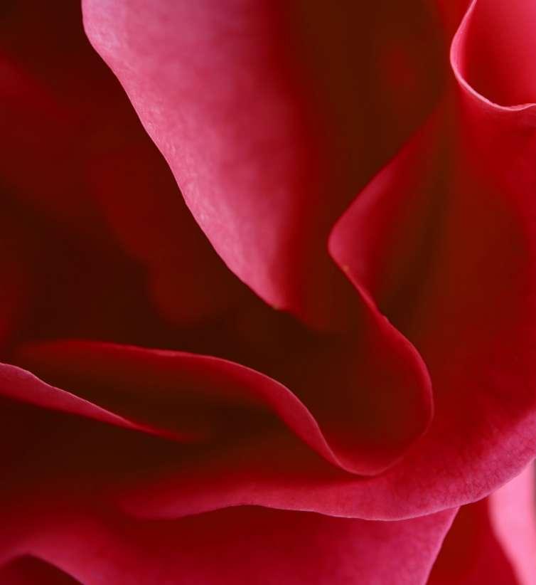 ROSA RÓZSA A rózsákat évezredek óta ültetik és