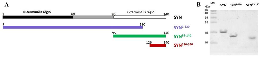 (B) SDS-PAGE: -szinuklein limitált protolízise tripszinnel, 0, 10, 30, 60 perc után leállítva a reakciót.