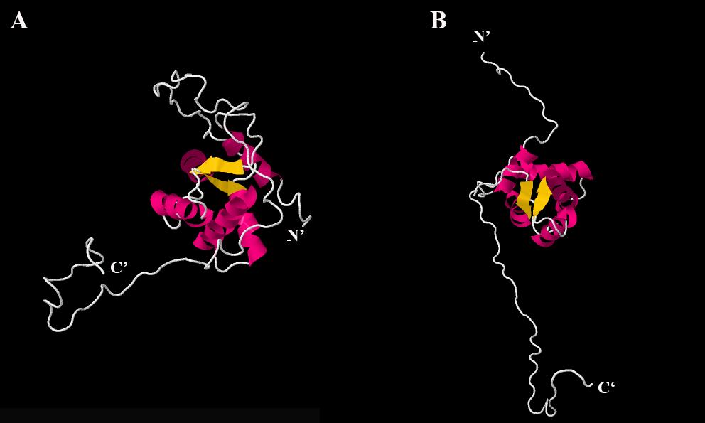 6. ábra: A TPPP/p25-tel homológ TPPP3/p20 fehérje szerkezete NMR alapján. (A) humán, PDB-kód: 2jrf (Aramini és mtsai 2007). (B) egér, PDB-kód: 1wlm (Kobayashi és mtsai 2005). Az ábrák a https://www.