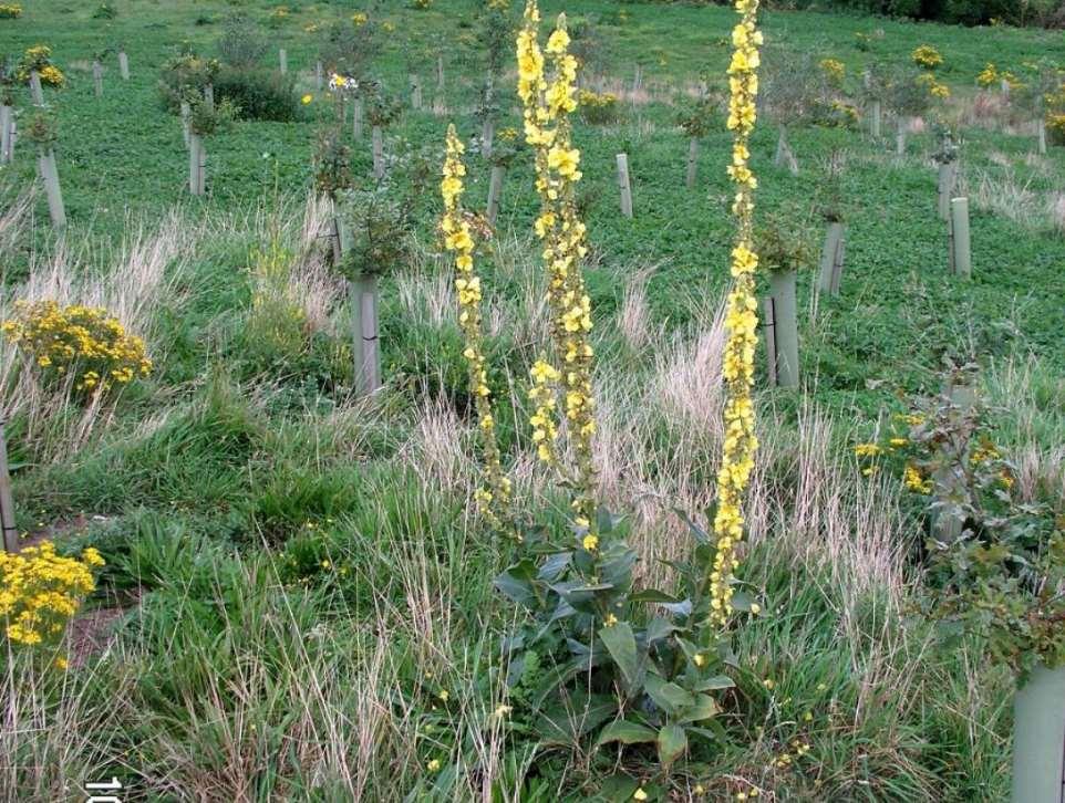 Verbascum phlomoides