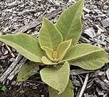 Verbascum phlomoides szöszös