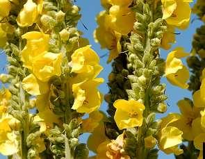 Scrophulariaceae
