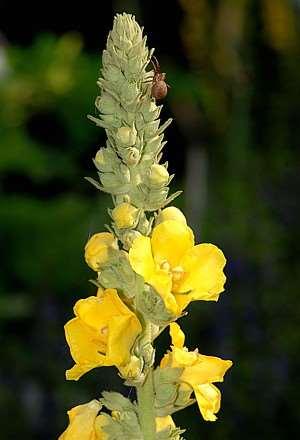 arabinogalaktán flavonoidok iridoidok: