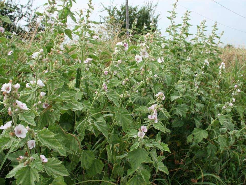 Althea officinalis