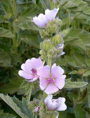 Althea officinalis fehér