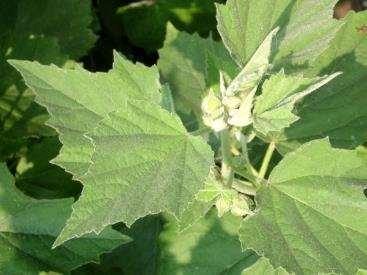 Malvaceae mályvafélék cs.