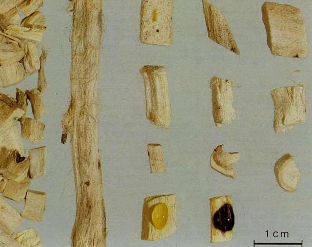 Altheae radix fehérmályva gyökér Drog: fehér, édeskés ízű Felhasználás: gyulladáscsökkentő hatás megfázásoknál, köhögés ellen, bronchitis esetén gyomorégés ellen