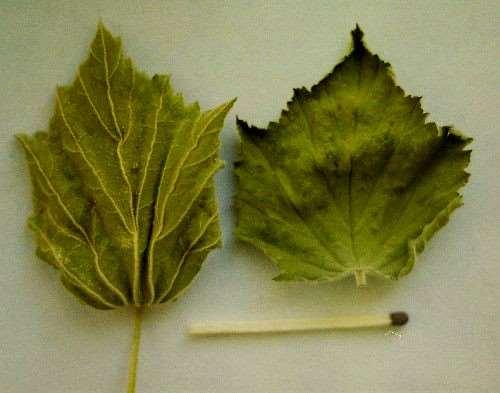 Altheae folium fehérmályva levél levél- és szárdarabok világos, szürkészöld, puha törmelékek szagtalan, íztelen, ha megrágjuk