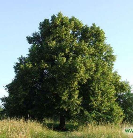 Tilia platyphyllos