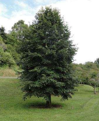 Tilia x europaea -