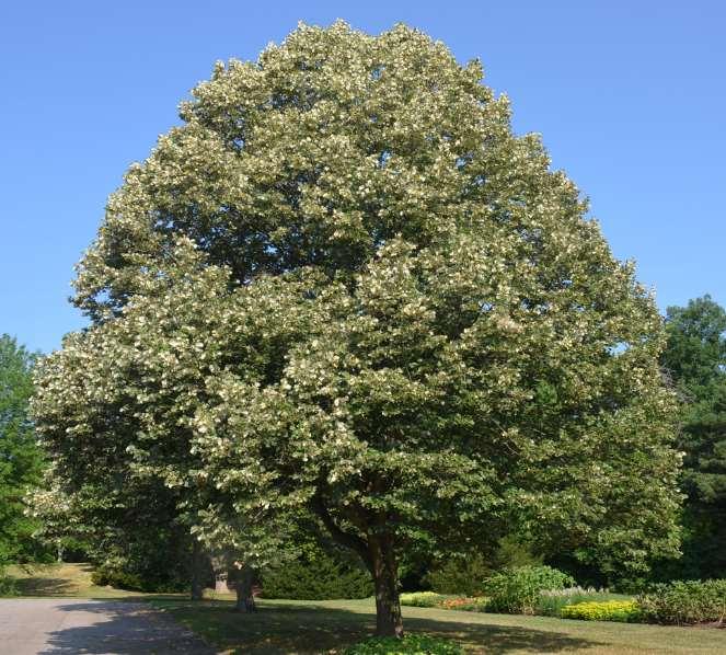 Tilia