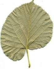 fonáka Tilia