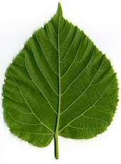tomentosa