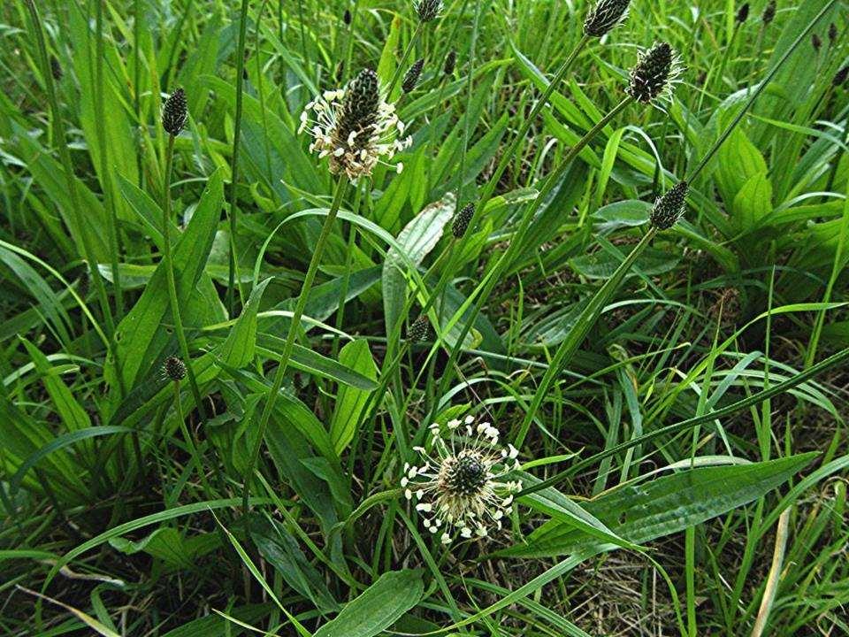 Plantago