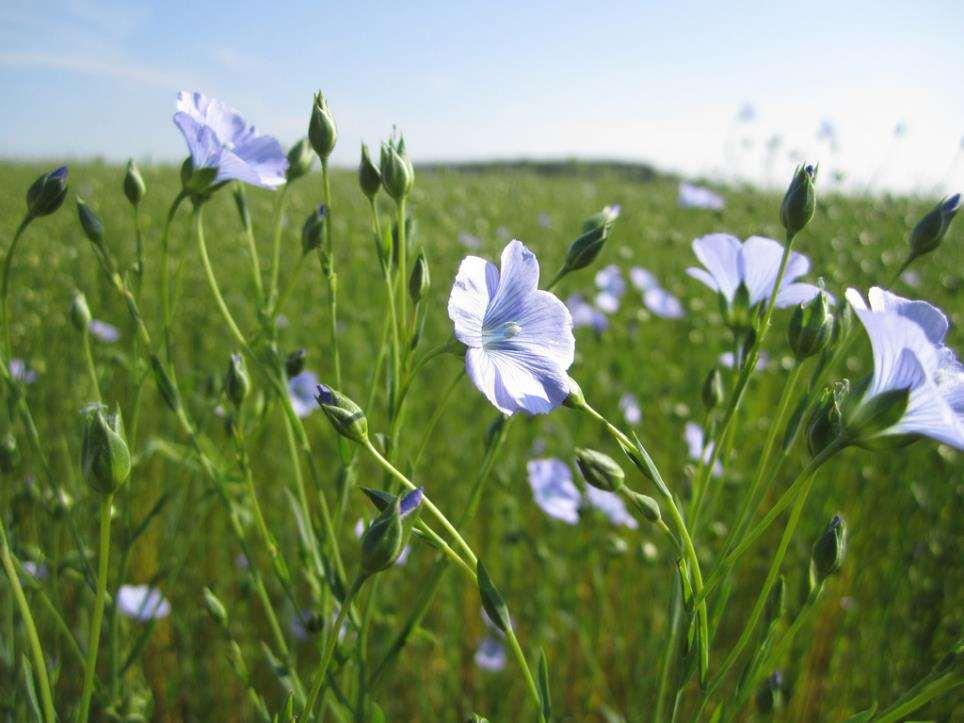 Linum