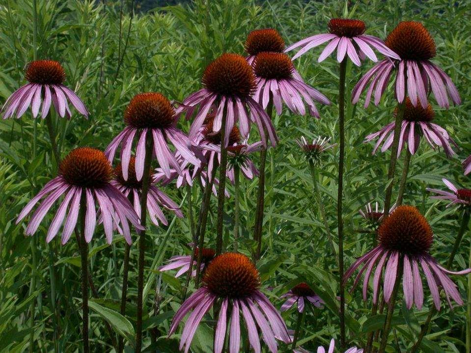 Echinacea angustifolia