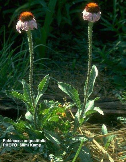 Echinaceae spp.