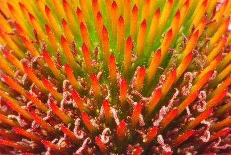 Asteraceae -