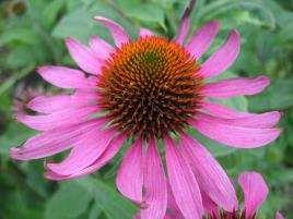 angustifolia