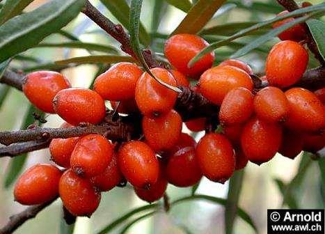 Hippophaë rhamnoides fructus homoktövis álbogyó Hatóanyagok: Magas C-vitamin-tartalom: 200-900mg/100g gyümölcshús β-karotin
