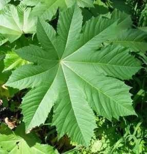 Ricinus communis ricinus