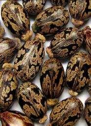 Egyivarú virágok fürtös