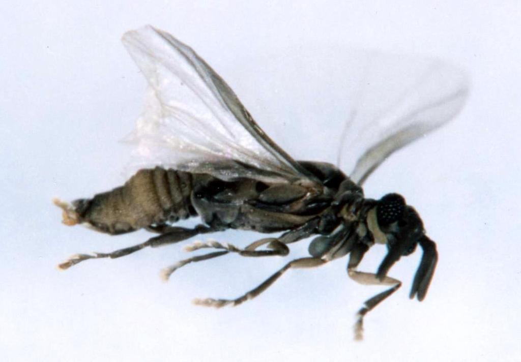 Hirdetés Egzotikus bogarak Eladó kb. 1100 egzotikus bogár a világ minden részéből!