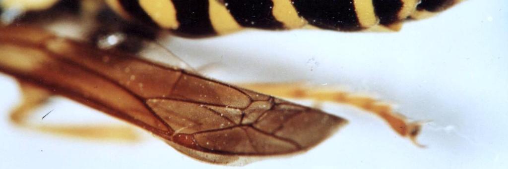 Székessy (1954-1969) 9 közleményében közölte azokat a fajokat, amelyeket a Természettudományi Múzeum Hymenoptera-gyűjteményében őrzött, továbbá a hároméves lucernamaghozam-kutatás során gyűjtött