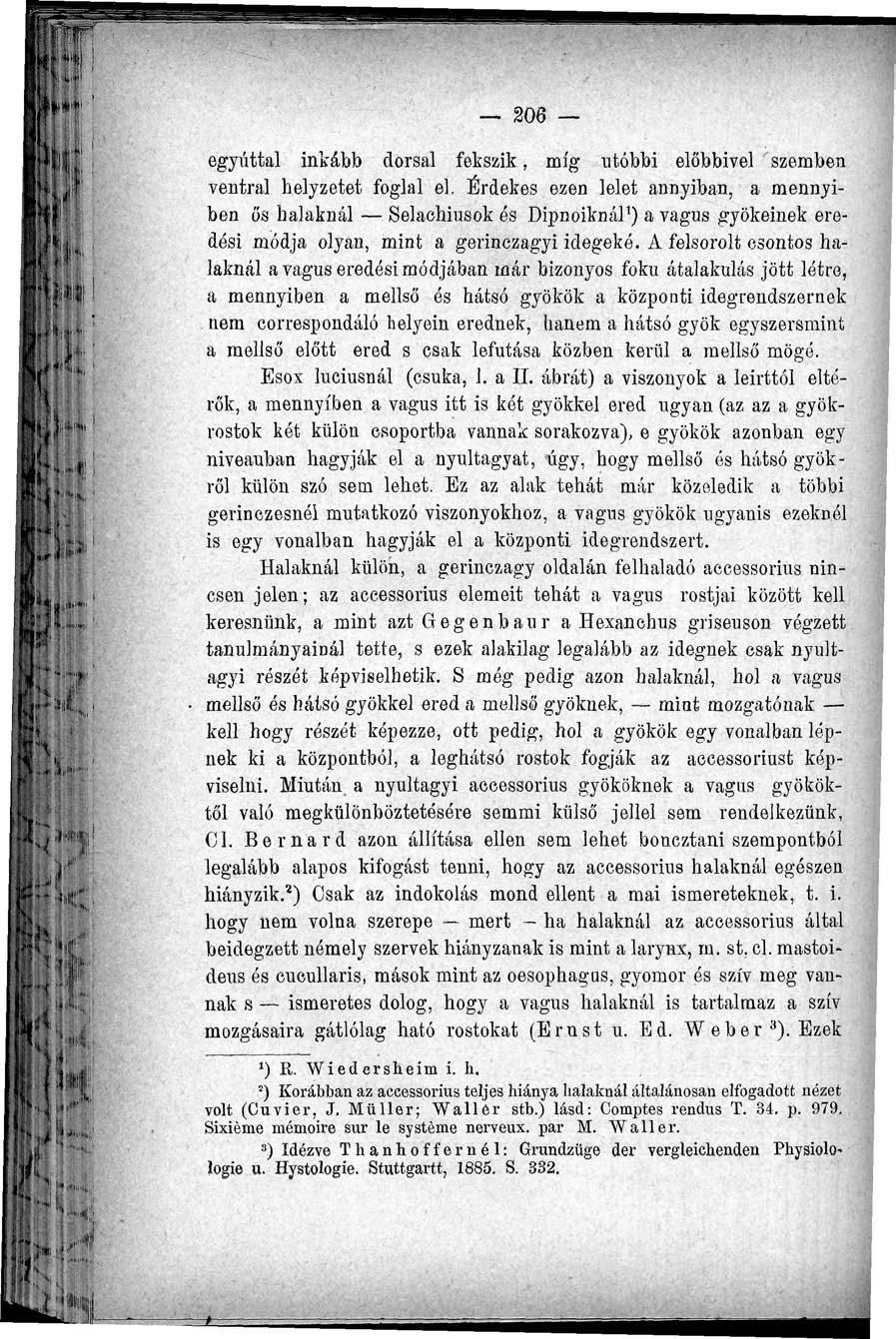 206 egyúttal inkább dorsal fekszik, míg utóbbi előbbivel szemben ventral helyzetet foglal el.