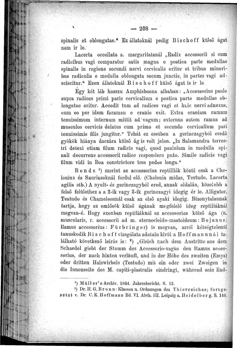 I 208 spinalis et oblongatae." Ez állatoknál pedig Bischoff külső ágat nem ir le.' Lacerta oceellata s.
