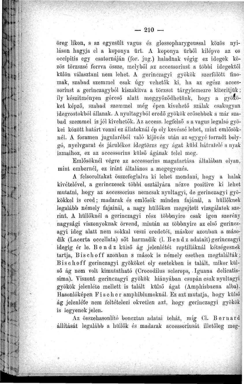 210 Öreg likon, s az egyesült vagus és glossopharygeussal közös nyilason hagyja el a koponya ürt. A koponya űrből kilépve az os occipitis egy csatornáján (for. jug.