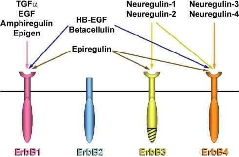 A HER2 (ErbB2) szerepe Az emlőumorok 15-30%-ában úlexpresszálódik Alacsonyabb úlélési esély és a measzázis nagyobb kockázaa