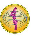 00. 4. A sejtosztódás 1. feladat Osztódó sejt Az alábbi rajzok egy osztódó sejtről készültek a sejtosztódás különböző fázisaiban.