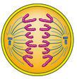 Elválnak egymástól a homológ kromoszómapár tagjai. 4. Kialakul az osztódási orsó. 5. Megkettőződik a sejt DNS-állománya. 6. Kialakulnak a transzportkromoszómák.