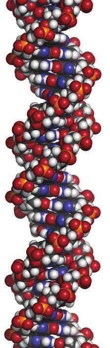 1. feladat 1. A főszereplők Az RNS és a fehérjeszintézis a) Az alábbi táblázatban összehasonlítjuk a fehérjék, az RNS és a DNS tulajdonságait. Töltsd ki a táblázat üres mezőit!