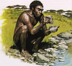 Homo habilis Homo erectus Homo neanderthalensis Homo sapiens agyvelő térfogata 1300 cm 3