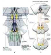 Szemtünetek: az ANAMNAESIS jelentősége LÁTÁSVESZTÉS retina+/- látóideg KETTŐSLÁTÁS szemmozgató rendszer amaurosis fugax: egy- /kétoldali - hirtelen kezdettel (pre-, retrochiasmális) * átmeneti vagy